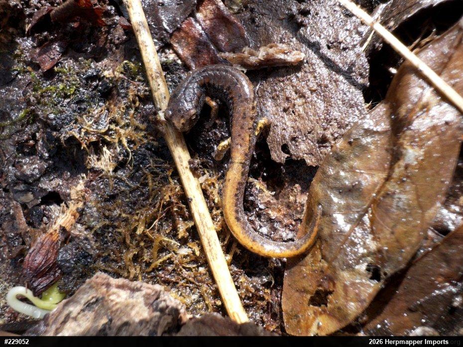 Four-toed Salamander