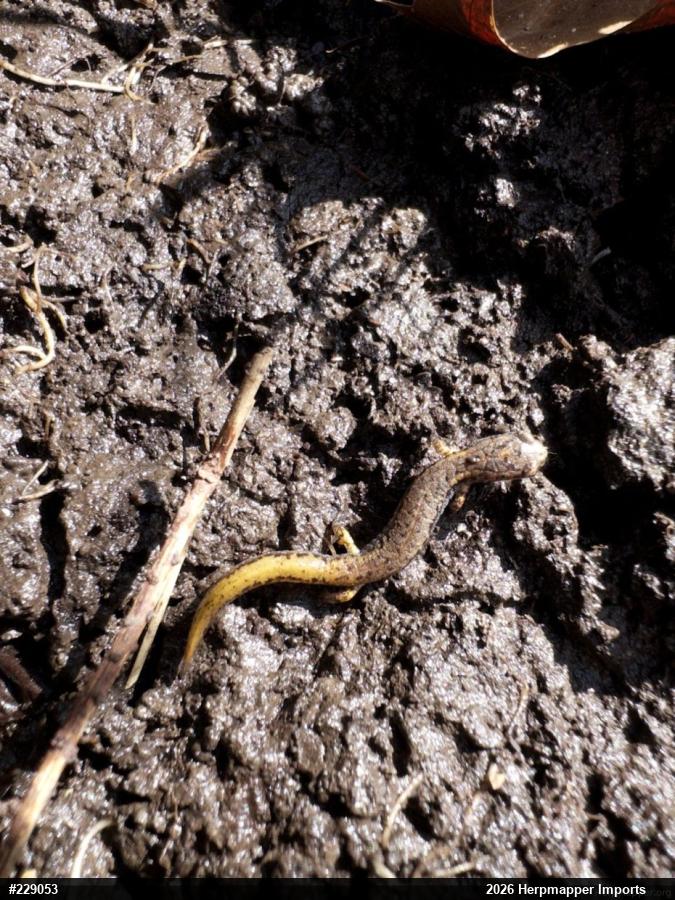 Four-toed Salamander