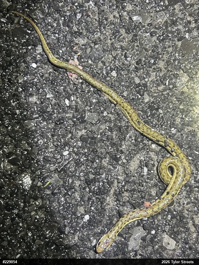 Eastern Gartersnake