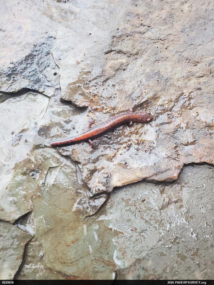 Eastern Red-backed  Salamander