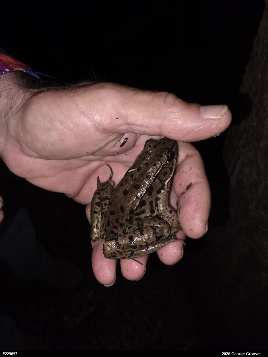 Green Frog