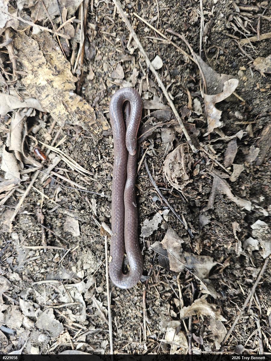 Eastern Wormsnake