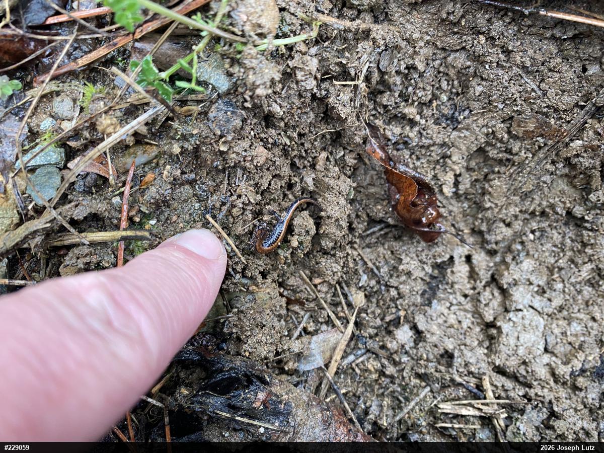 Eastern Red-backed  Salamander
