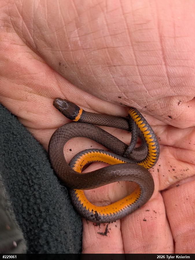Northern Ring-necked Snake