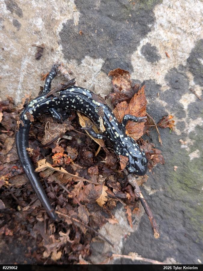 Northern Slimy Salamander
