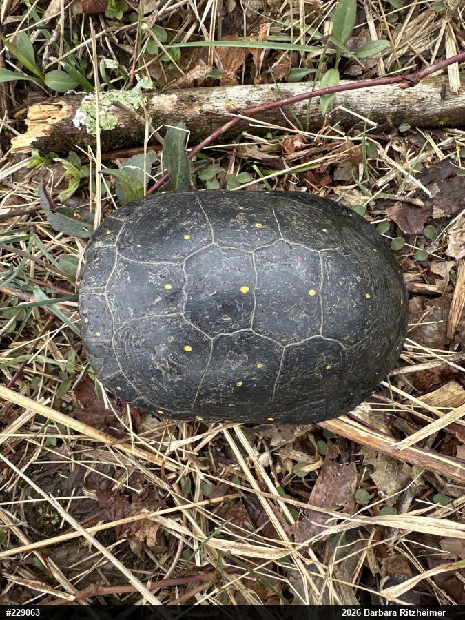 Spotted Turtle