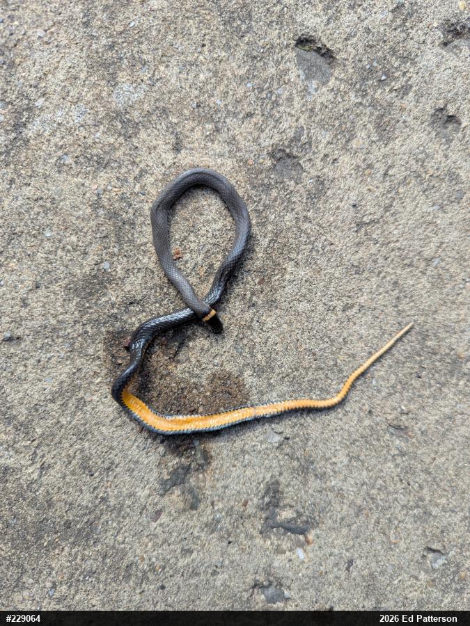 Northern Ring-necked Snake