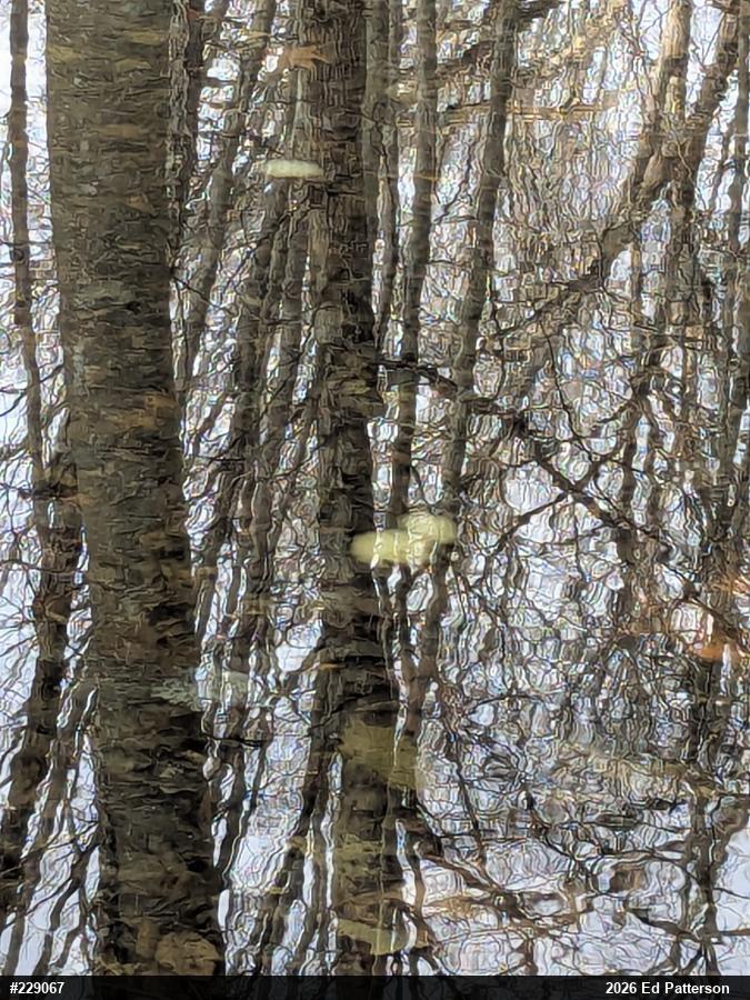 Spotted Salamander