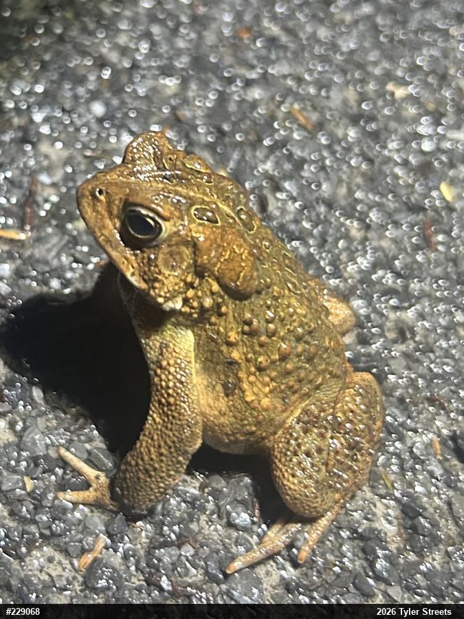 Eastern American Toad