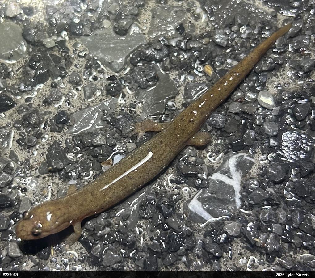 Northern Dusky Salamander