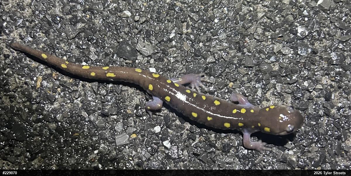 Spotted Salamander