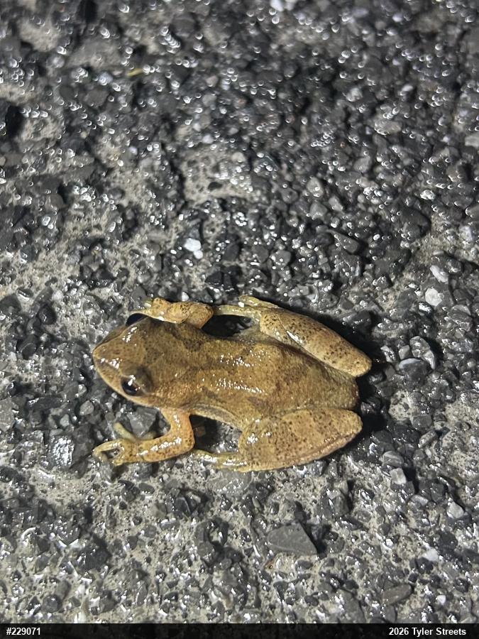 Spring Peeper