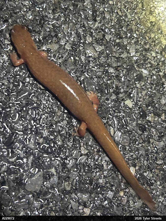 Northern Spring Salamander