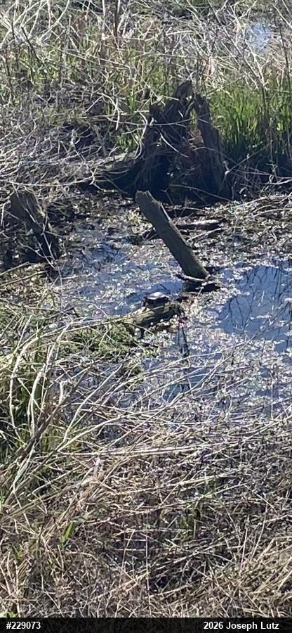 Painted Turtle