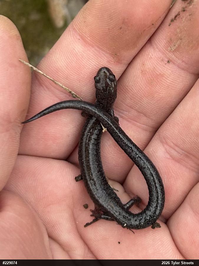 Valley And Ridge Salamander