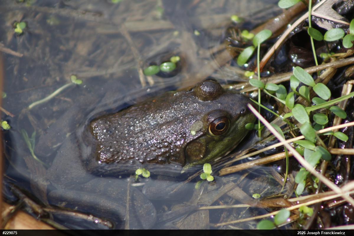 American Bullfrog