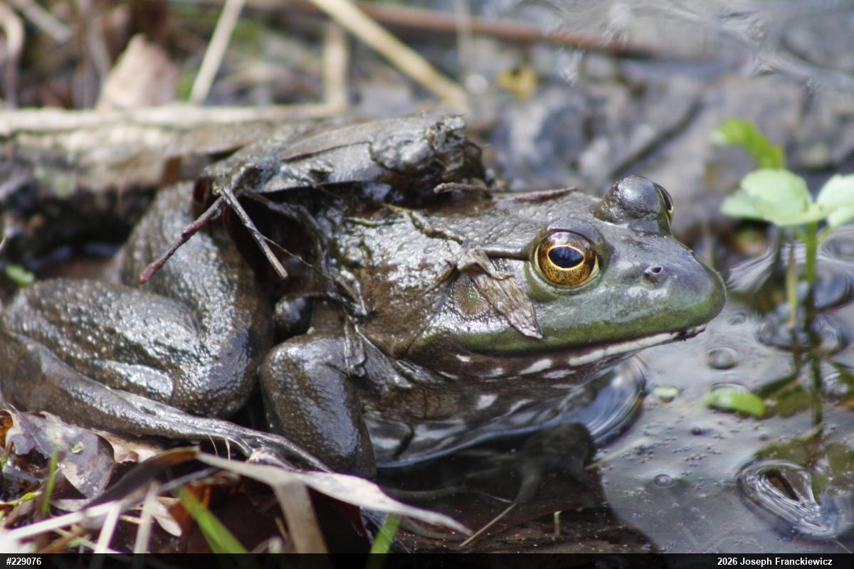 American Bullfrog