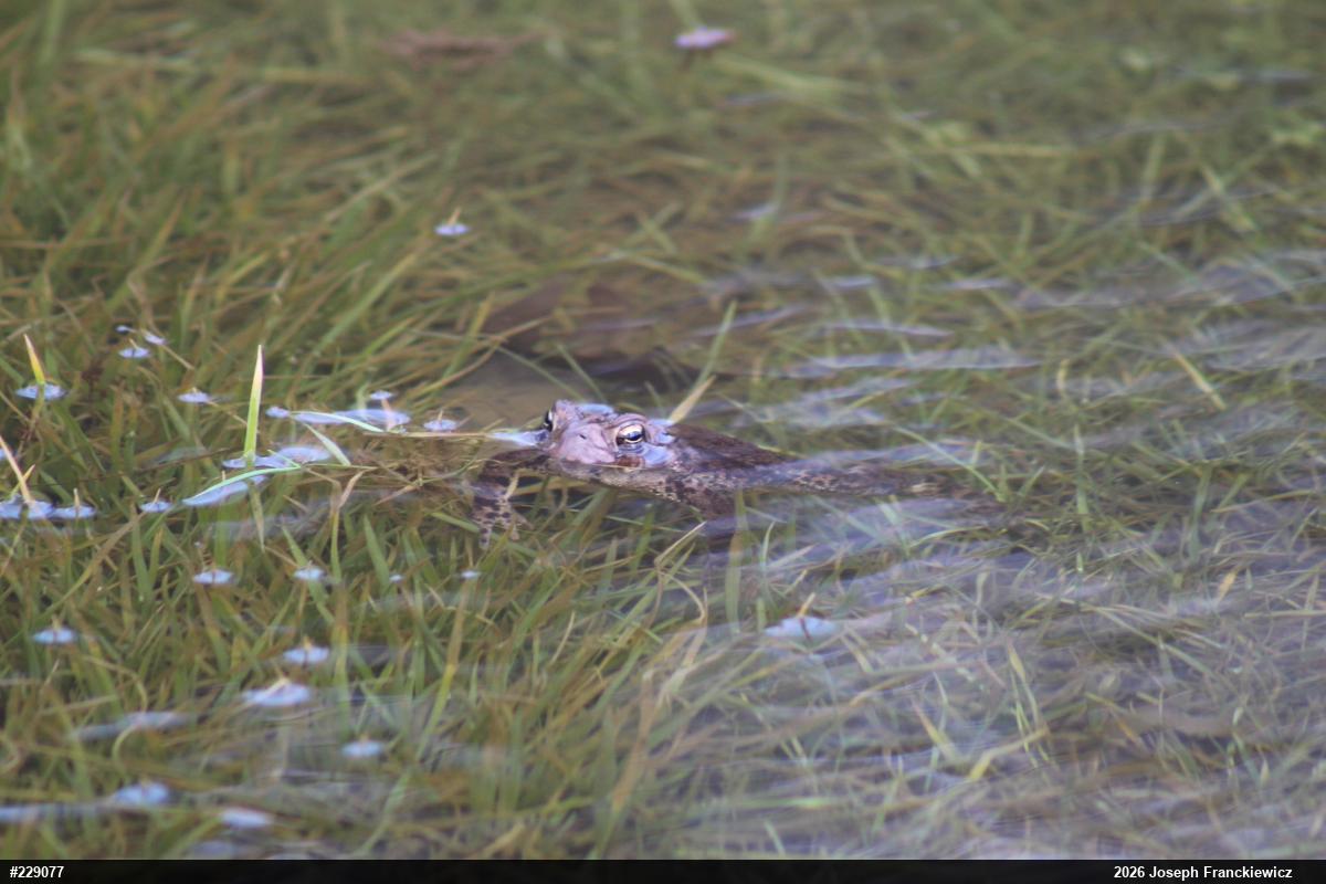 Eastern American Toad