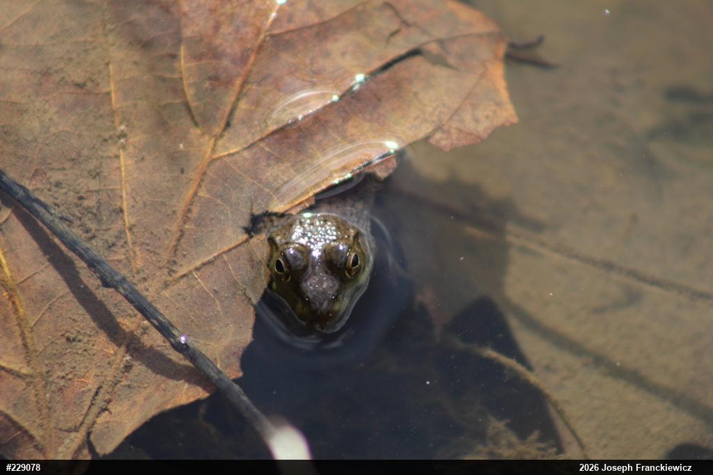 Green Frog