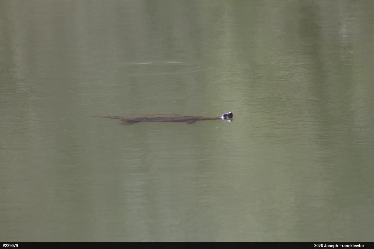 Snapping Turtle