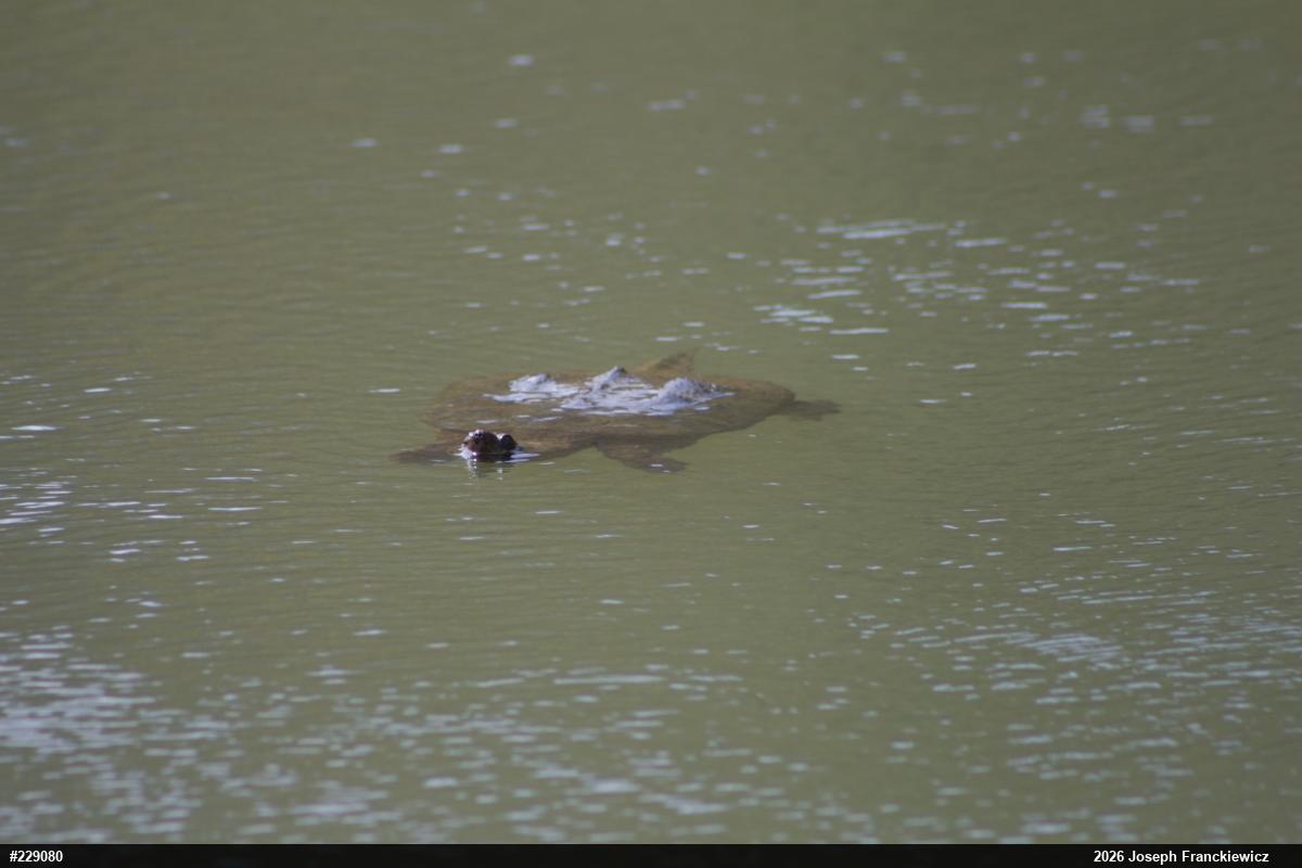 Snapping Turtle