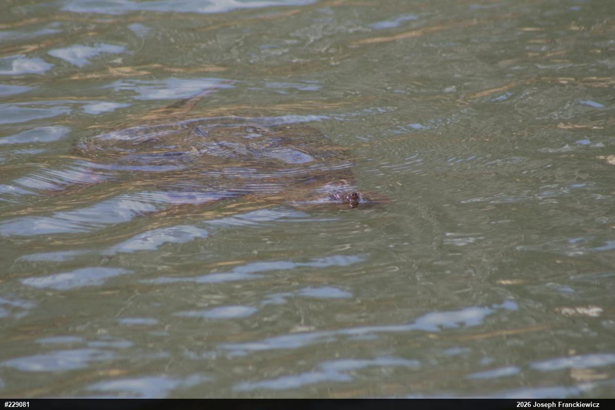 Snapping Turtle