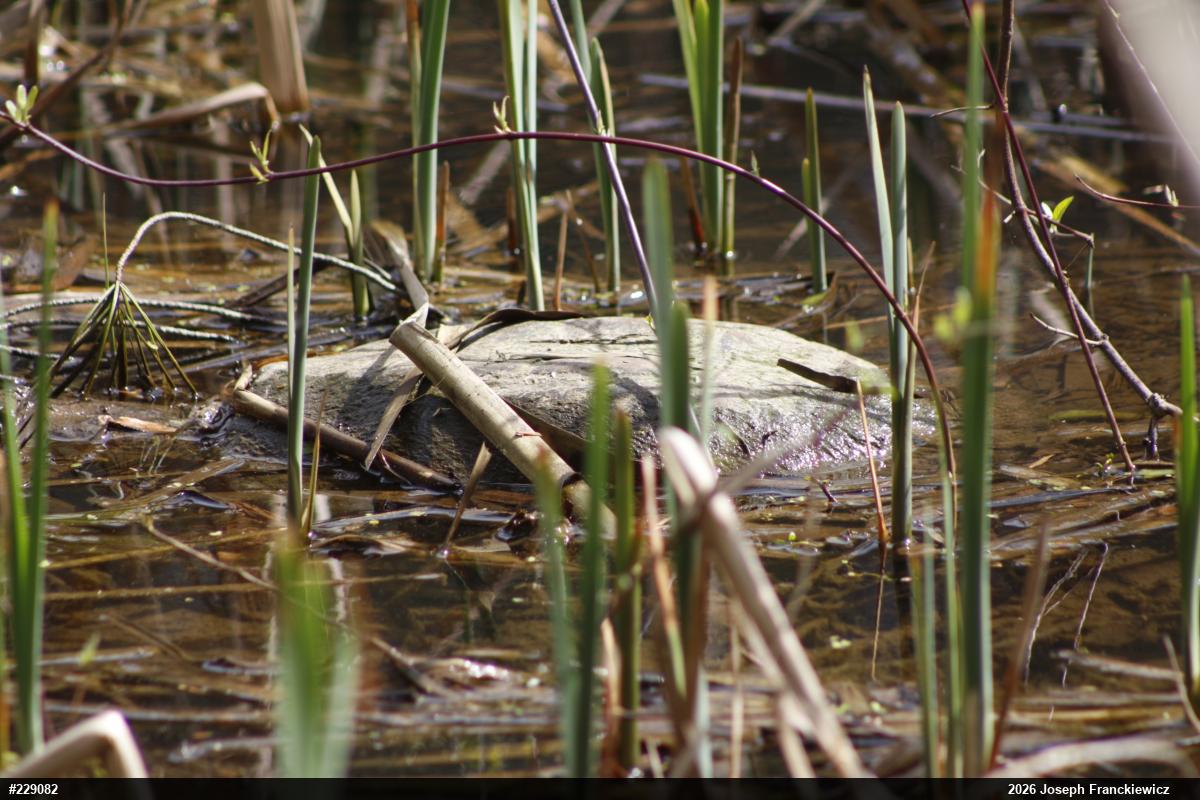 Snapping Turtle