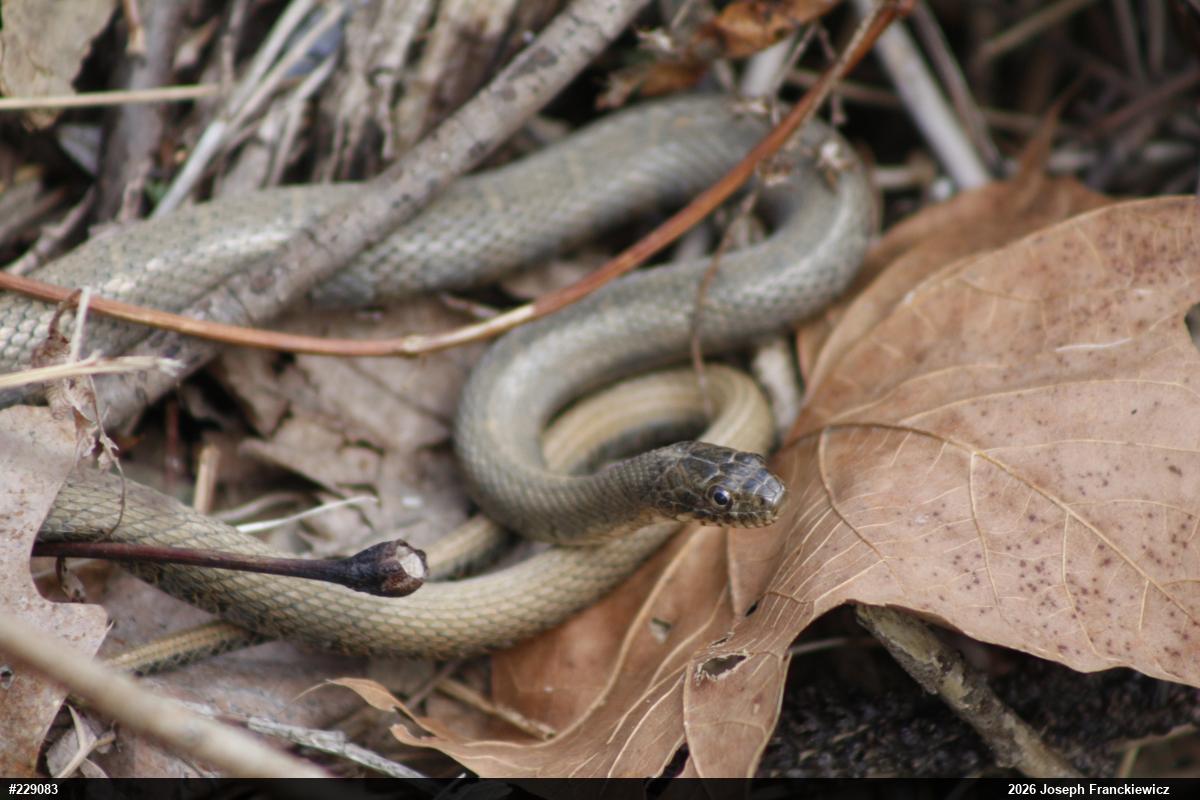 Northern Watersnake
