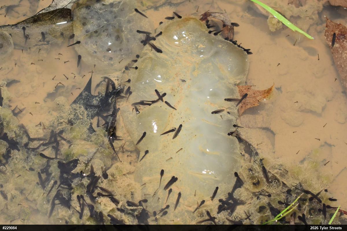 Spotted Salamander