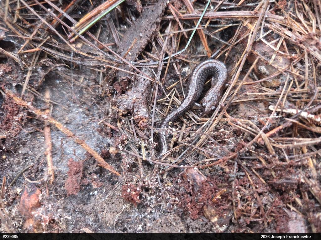 Eastern Red-backed  Salamander