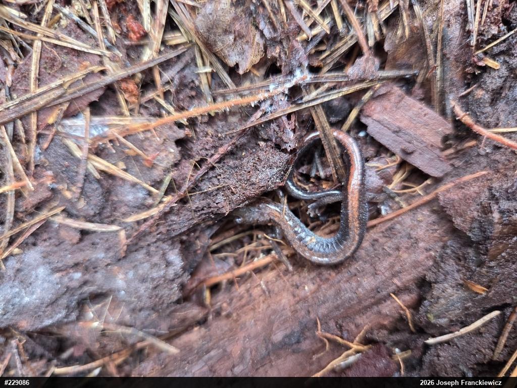 Eastern Red-backed  Salamander