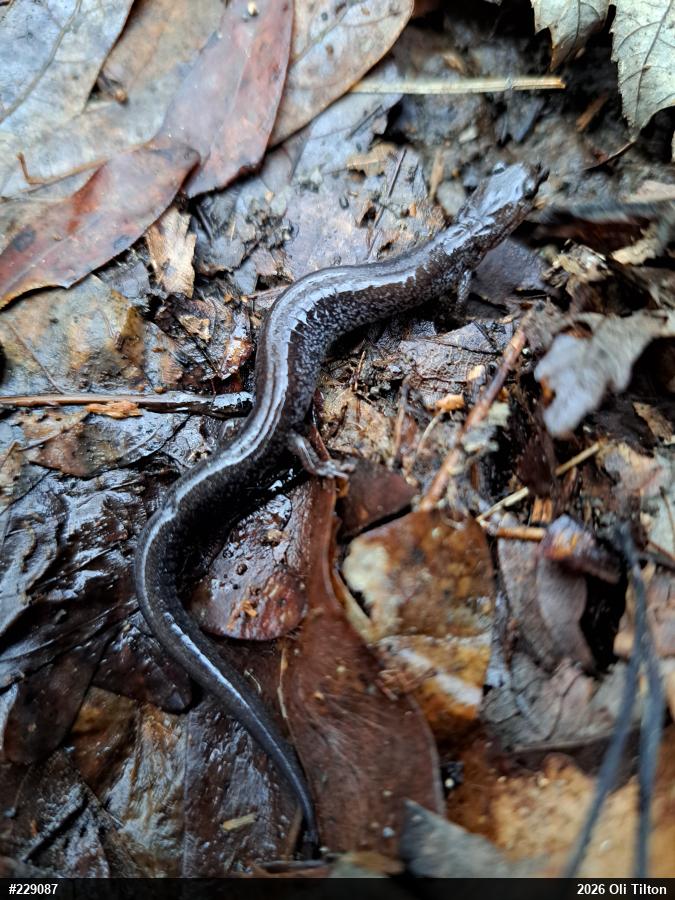 Eastern Red-backed  Salamander