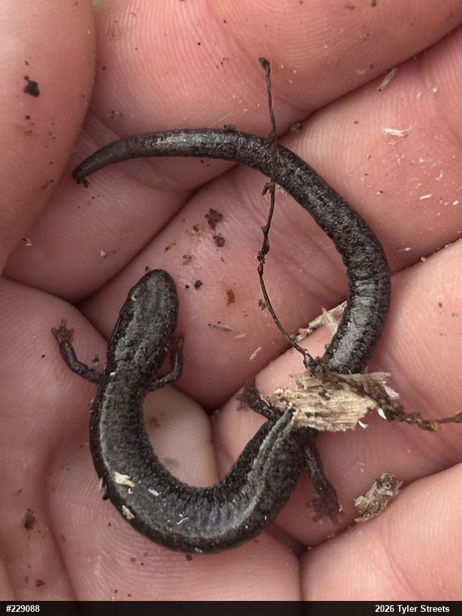 Valley And Ridge Salamander