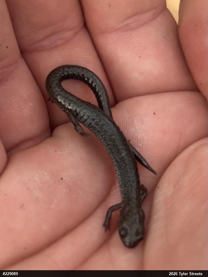 Valley And Ridge Salamander