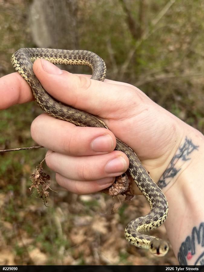 Eastern Gartersnake