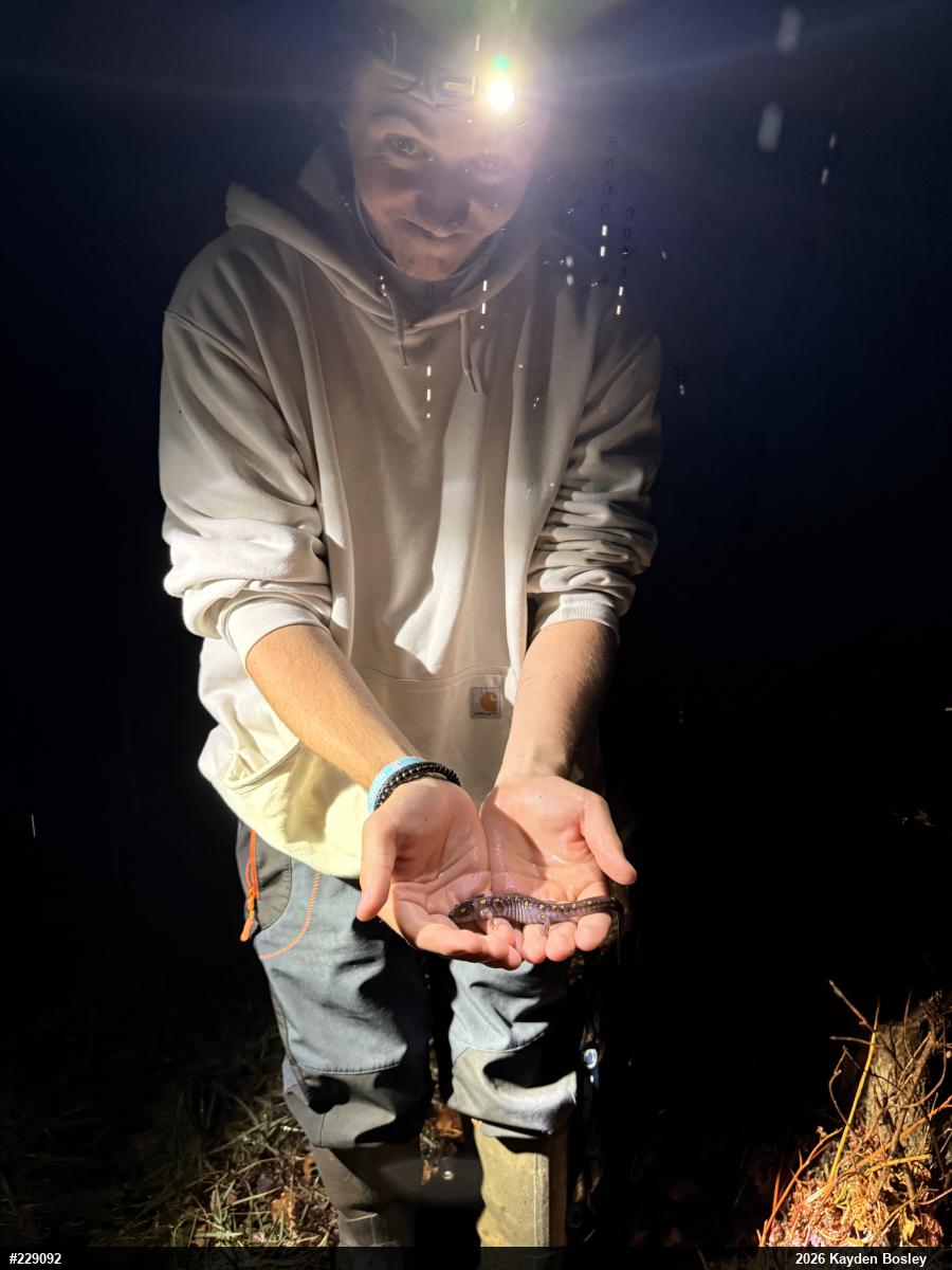 Spotted Salamander