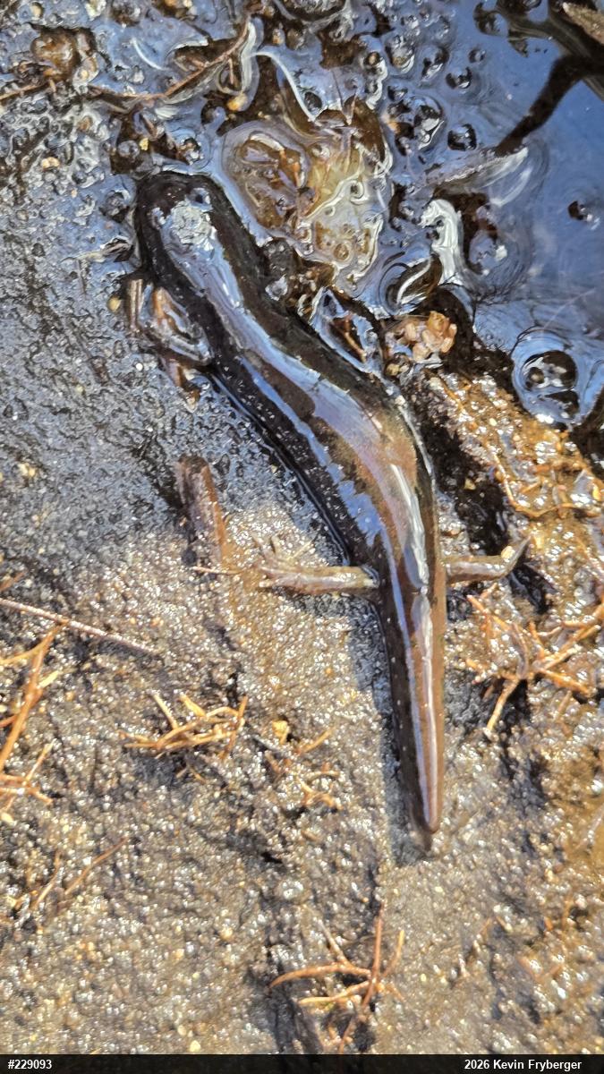 Northern Dusky Salamander