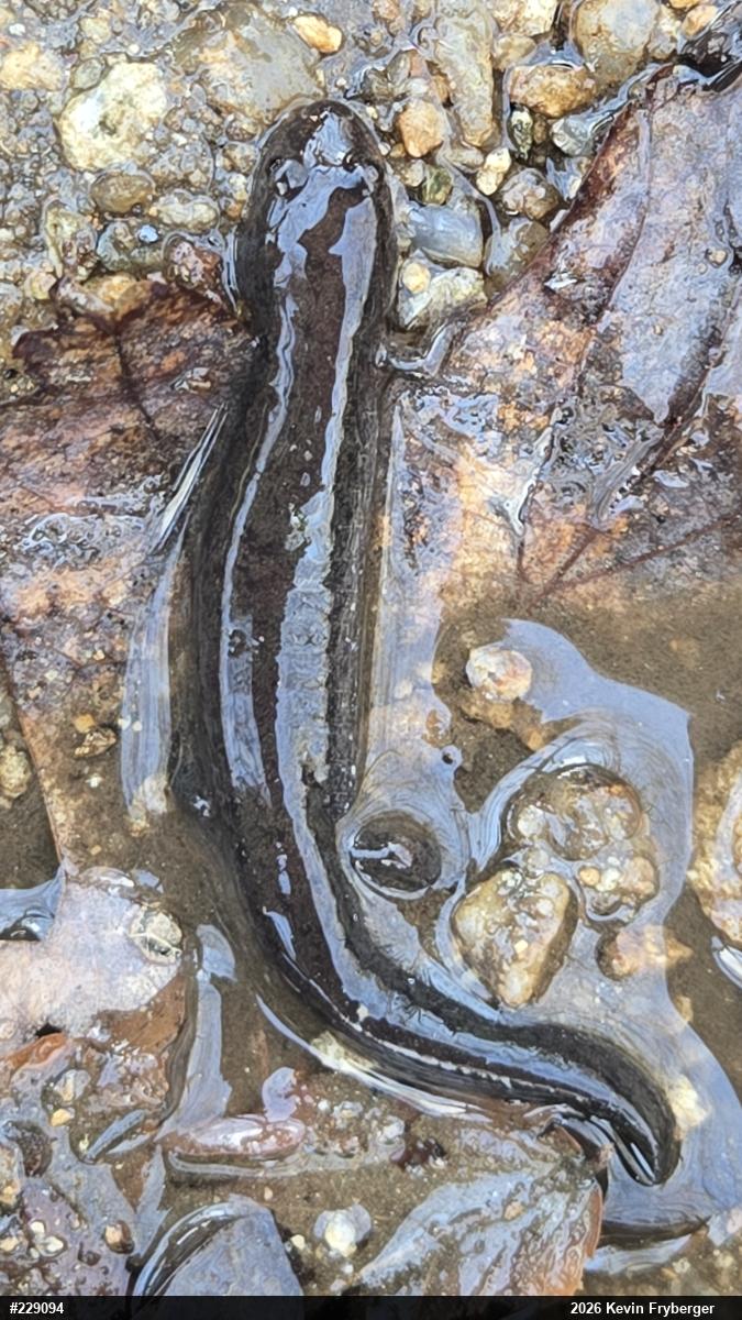 Northern Dusky Salamander