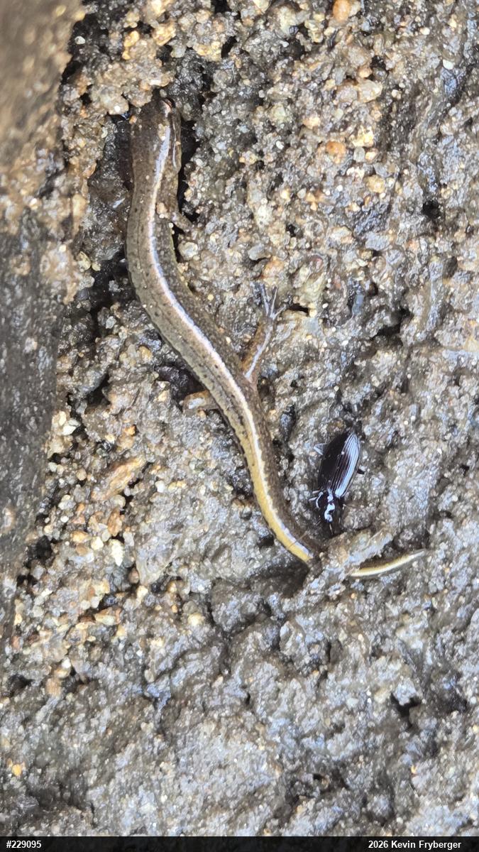 Northern Two-lined Salamander
