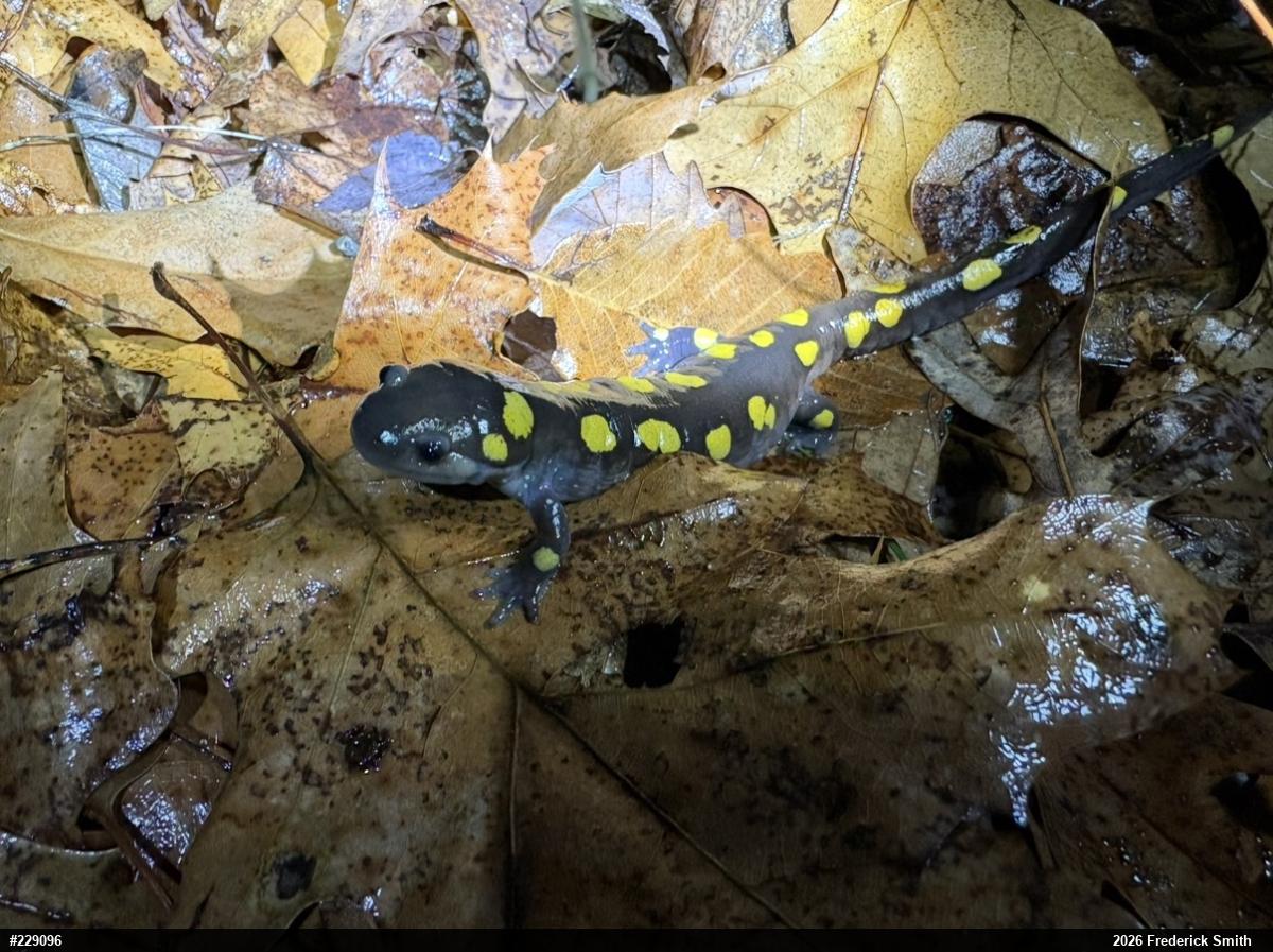 Spotted Salamander
