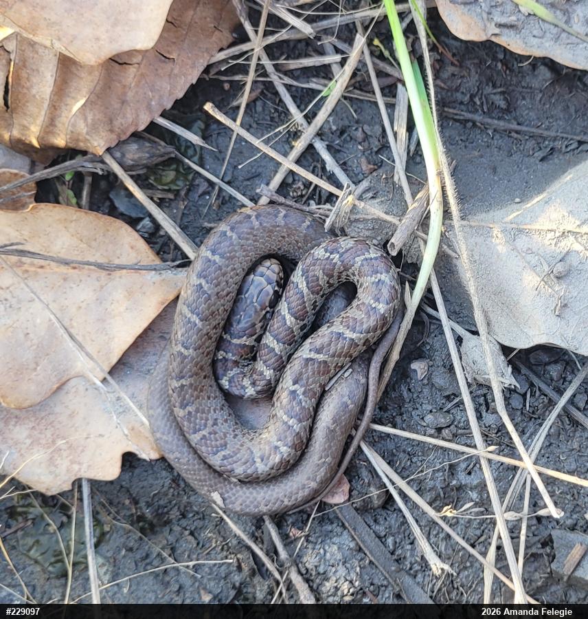 Northern Black Racer