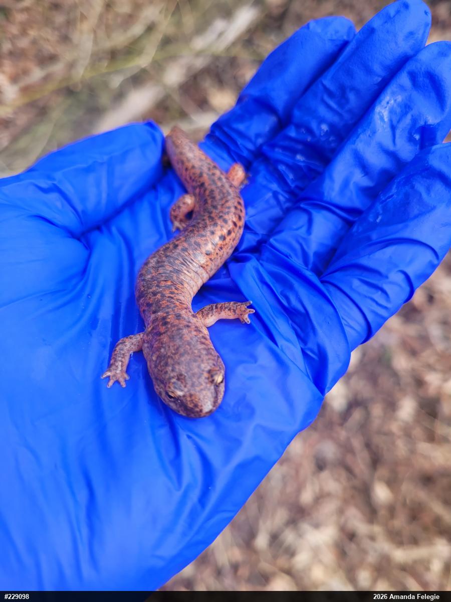 Northern Red Salamander