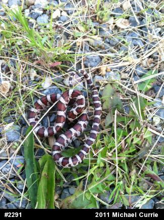 Eastern Milksnake