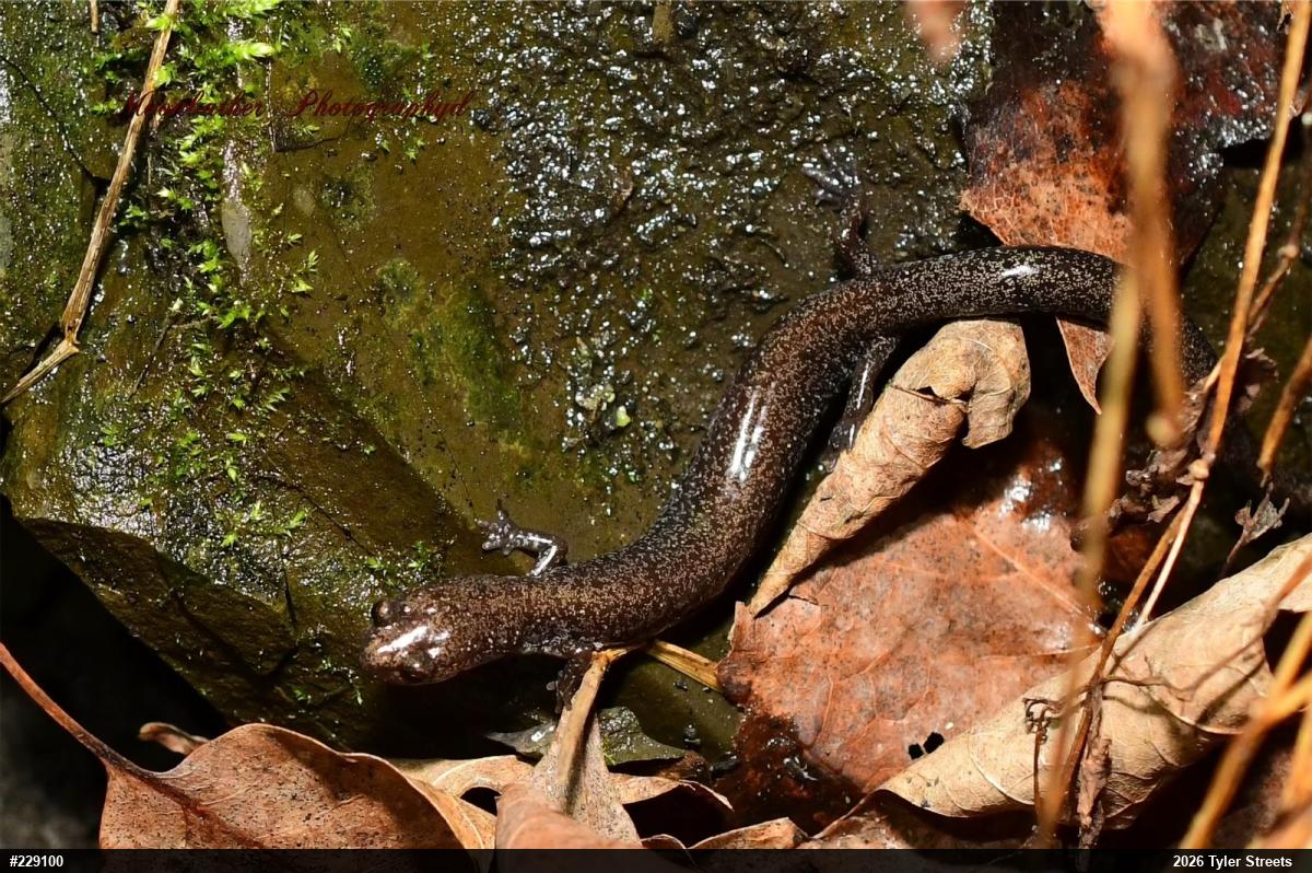 Valley And Ridge Salamander