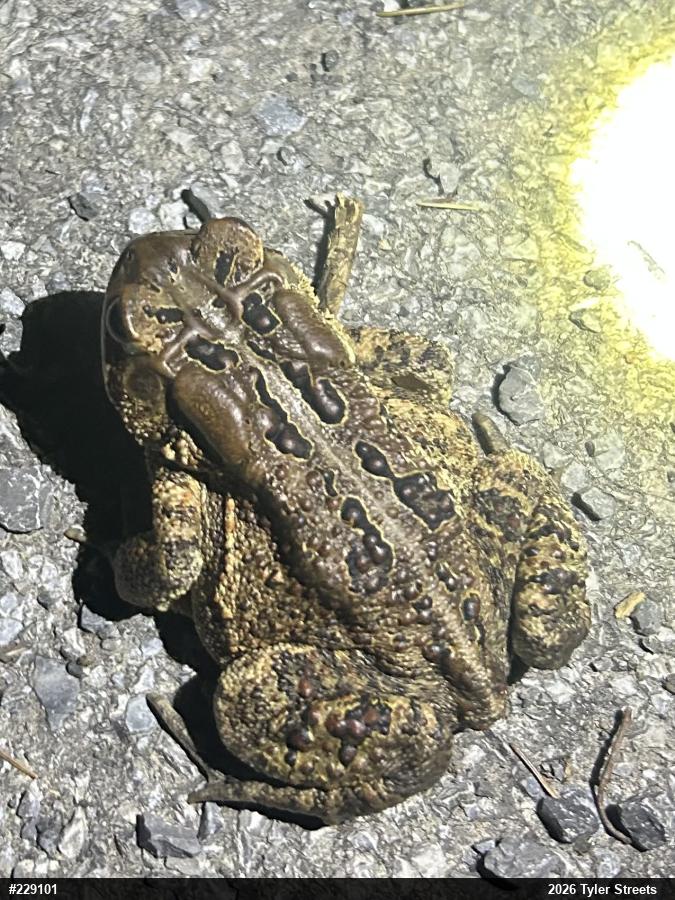 Eastern American Toad