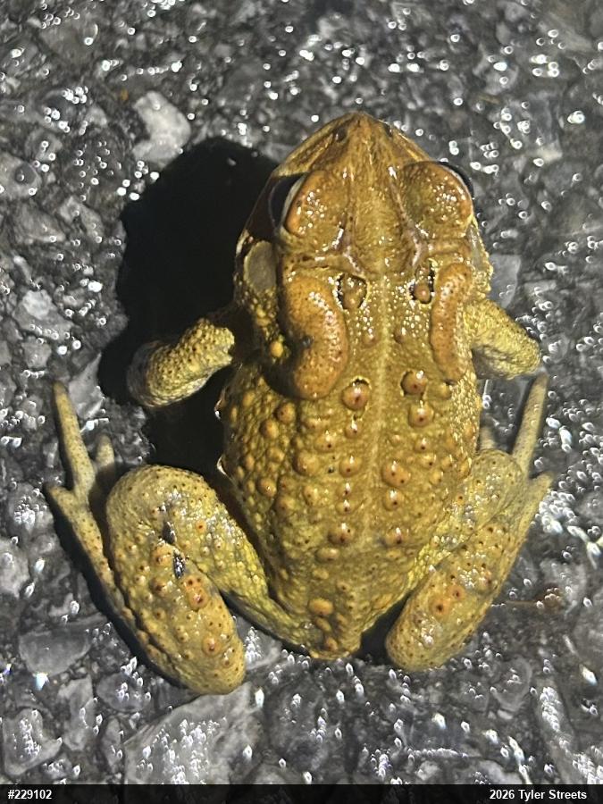 Eastern American Toad