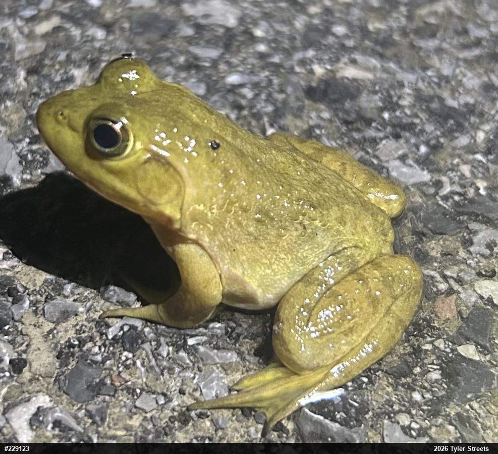 American Bullfrog