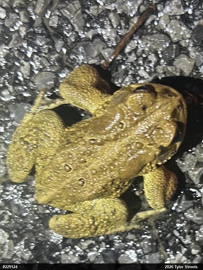 Eastern American Toad