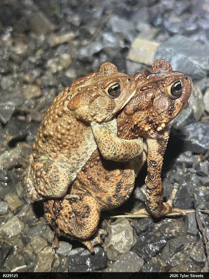 Eastern American Toad