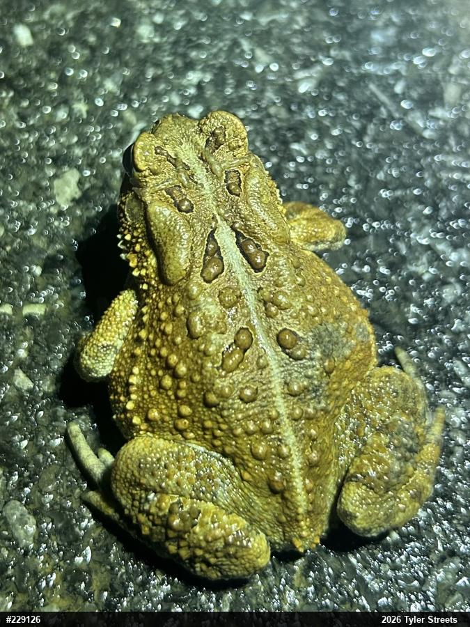 Eastern American Toad